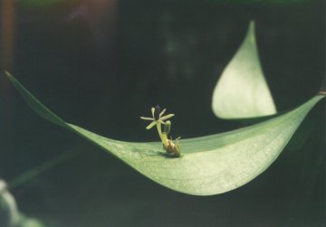 niCJ_ photo zq@ȓ