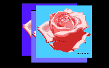 rose.gif