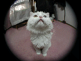 neko.gif