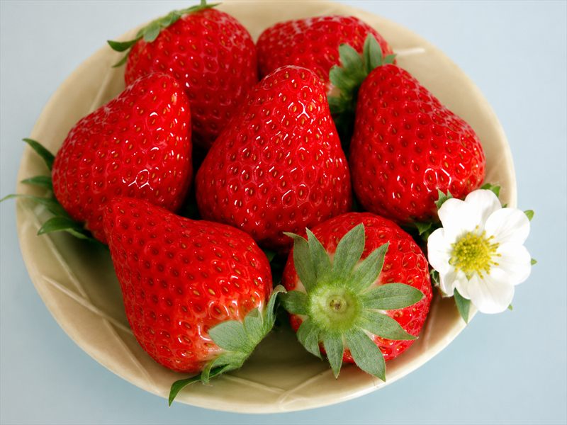 いちご栽培の様子1