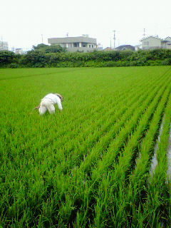 夏の日差しを受けて生長する稲