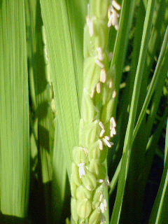 穂が出て開花した稲