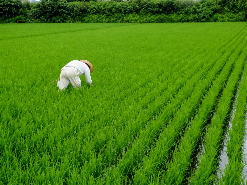 お米の風景4